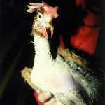 Tierrechte