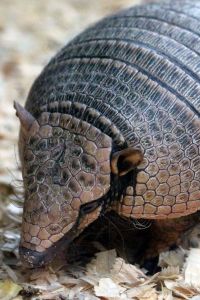 Armadillo-Geschichten (AT) (Illustration)